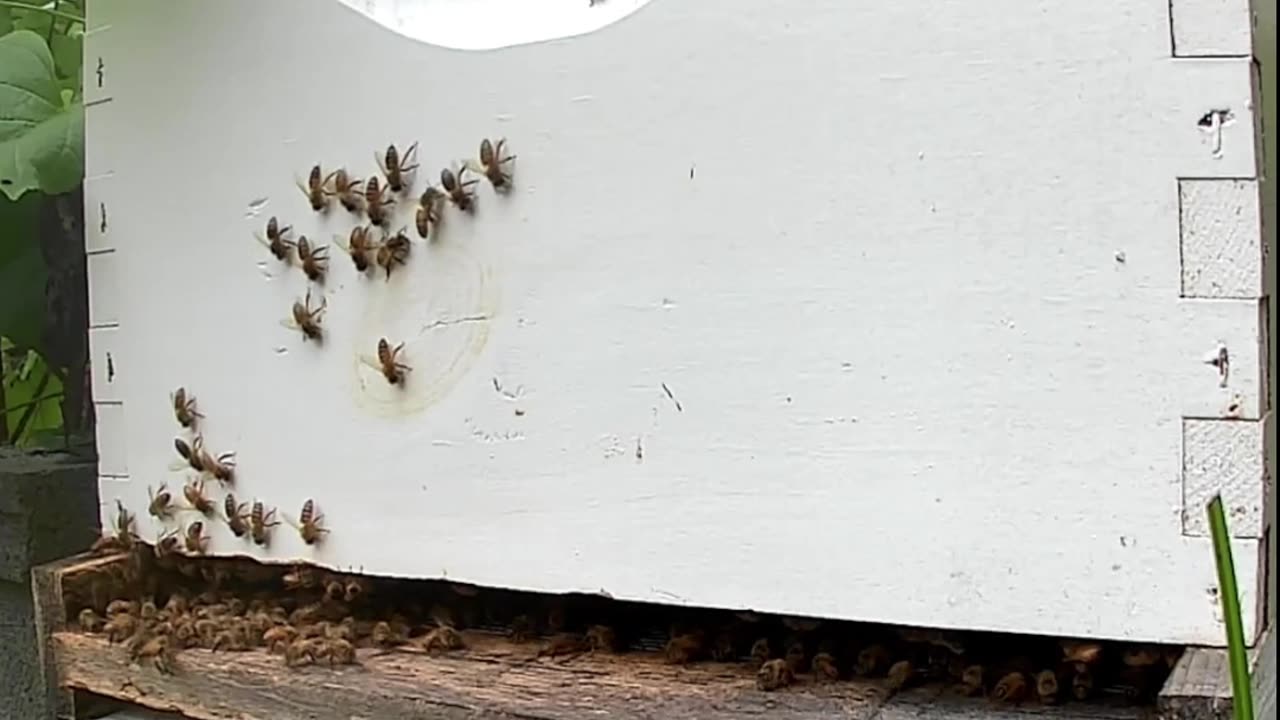 Bees on a Friday Morning at Sunrise