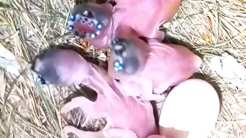 Strange little bird #animals #pets #shorts