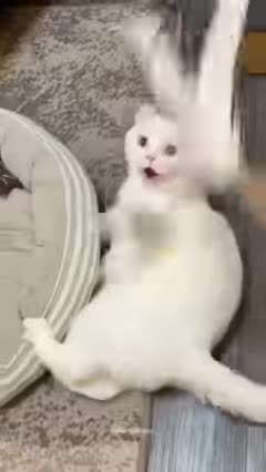 funniest-cats-and-dogs-video305-shorts---funny-animals-202x