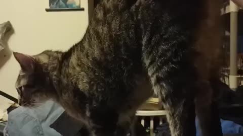 Every time I try to work! #catshorts