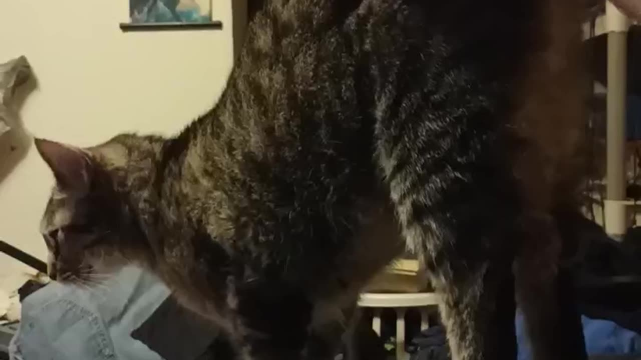Every time I try to work! #catshorts