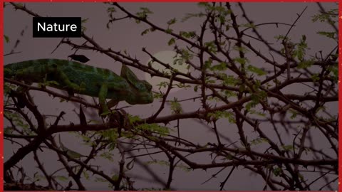 The World of Reptiles 🌍🦎 | Stunning Nature Documentary