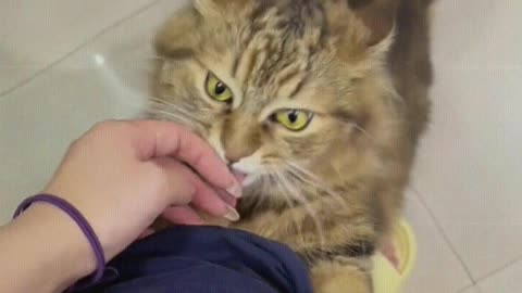 Cat： Mom, let me scratch quickly