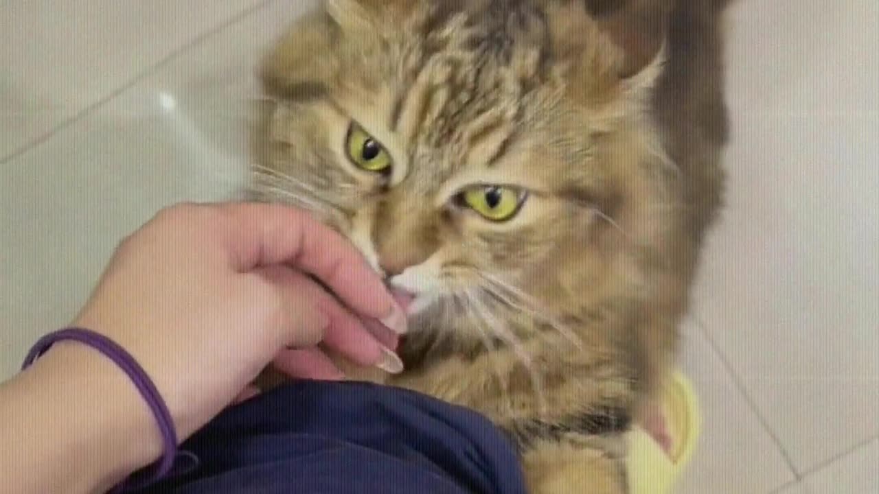 Cat： Mom, let me scratch quickly