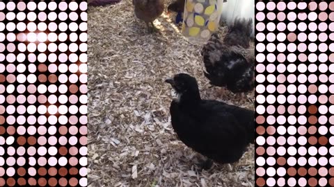 Young Chicks