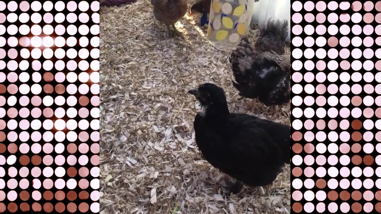 Young Chicks