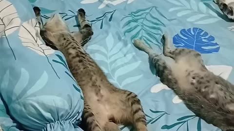 Trio Of Cats Sleep With Stomachs Up
