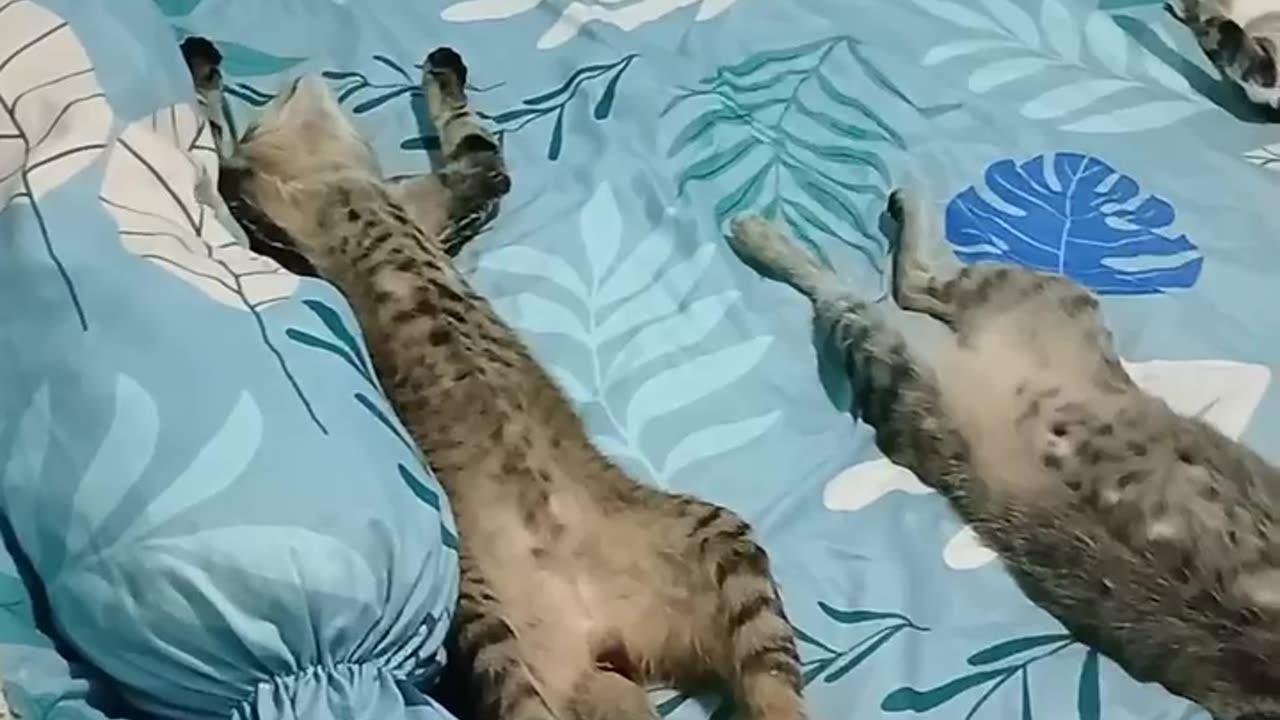 Trio Of Cats Sleep With Stomachs Up