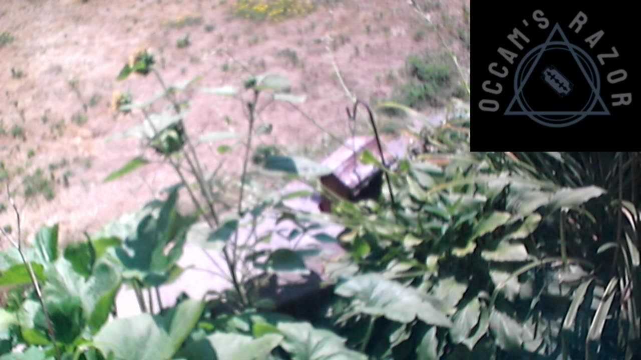 Butch the Sunflower