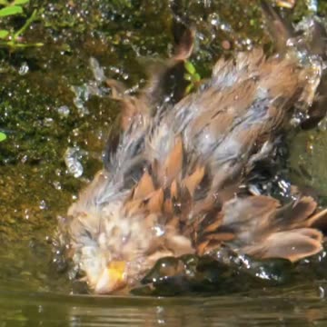 Bathtime Zoomies 🐦💦 | Sounds of Nature