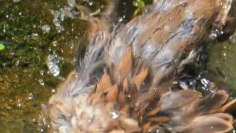 Bathtime Zoomies 🐦💦 | Sounds of Nature