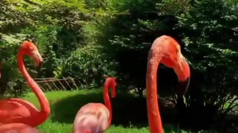 Flamingos – Nature’s Stunning Pink Beauties 🌸🦩