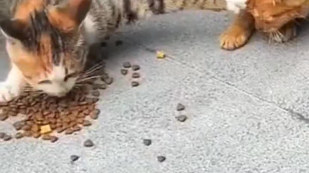 A collection of amazing skills of cats