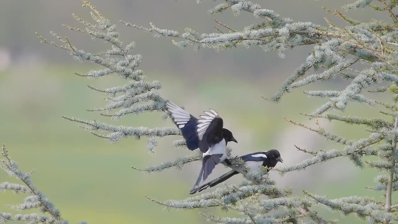 Spring, Journey of Life