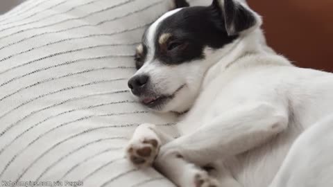 Your Daily Dose of Pets