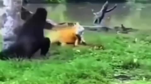 🤯🦖 Godzilla vs Kong: The Epic Battle! | FunFM