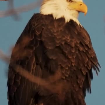 Day 1 to Day 100: Egle, Bear & wolf Transformation!#animaljourney ##beautifulnature