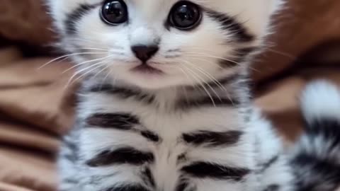 Cutest Kitten Ever! / Cel Mai Dulce și Frumos Pui de Pisică 😻🐾