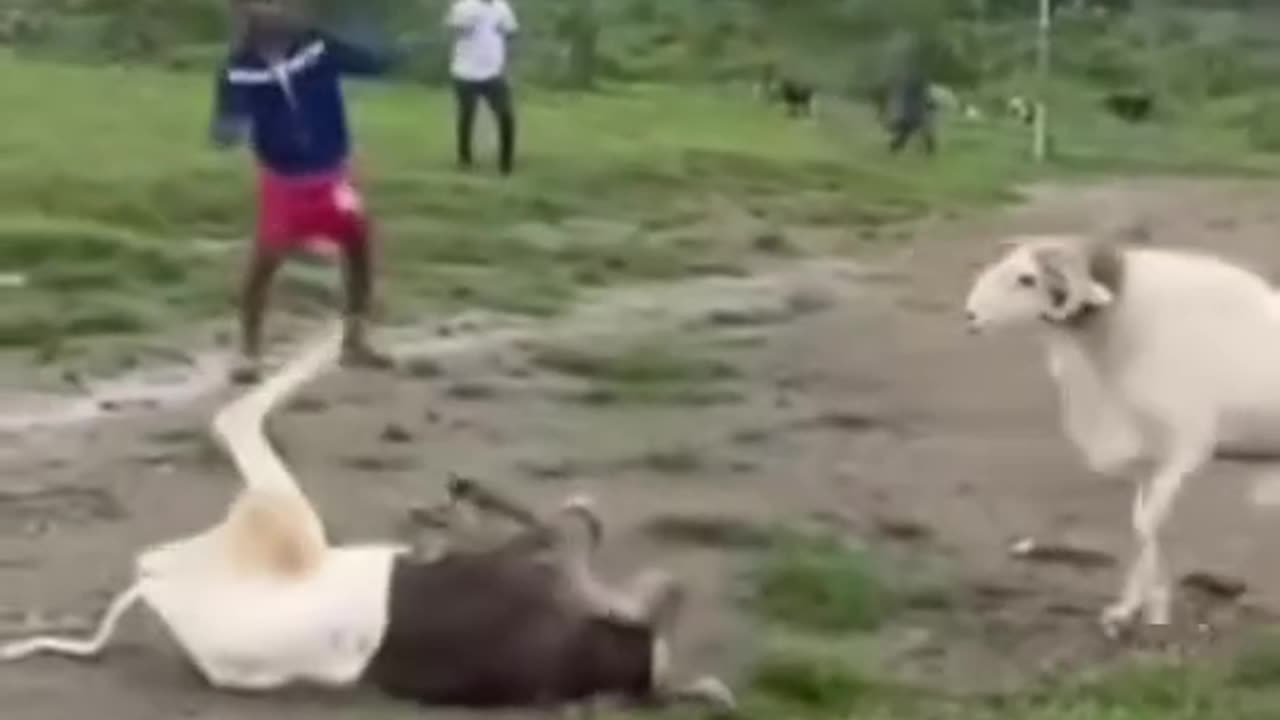 Crazy moments caught on camera!shocking accidents to unbelievable fails. Watch till the end 🎥👀