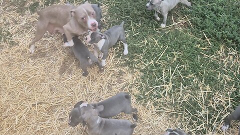 pupdate! Merida and stoic puppies!