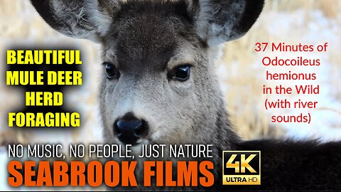Beautiful Mule Deer Herd Foraging: 37 Minutes of Odocoileus hemionus in the Wild (with River Sounds)