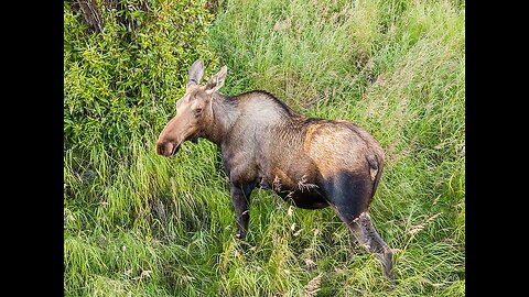 Moose