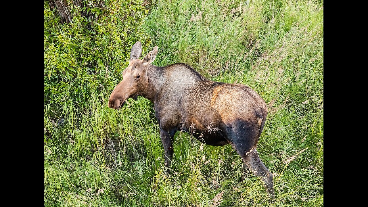 Moose
