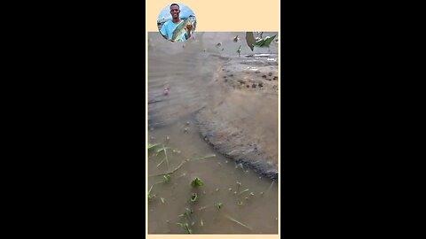 ये है दुनिया का सबसे खतरनाक जानवर! आपने ऐसा कभी नहीं देखा होगा