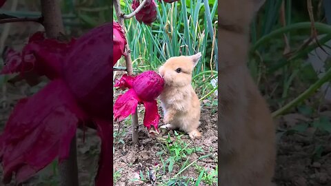 Little rabbit eating dragon fruit Cute pet debut plan Rabbit Pastoral cute pet