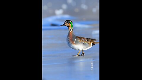 beautiful colourful duck walking