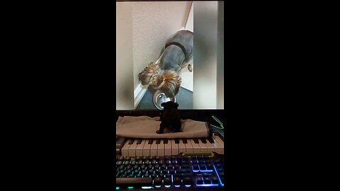 New Yorkie puppy is playing with his TV Yorkie friend!