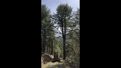 John fells big white pine