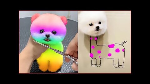 Cute Pomeranian Puppies Doing Funny Things #2 | Cute and Funny Dogs
