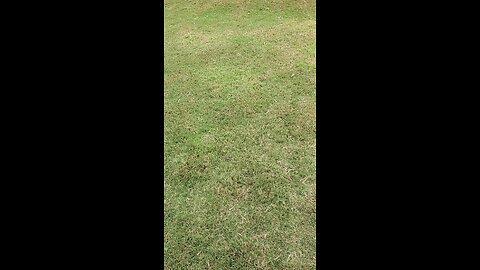 Hunting Dog