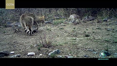 A rare glimpse into the secret life of China's most elusive wildcat, the Desert Cat