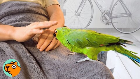 Random Parrot Shows Up At Couple's Garden and Refuses to Leave | Cuddle Buddies