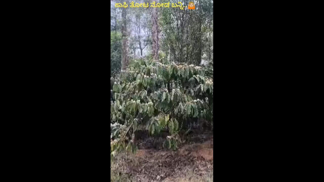 coffee plant