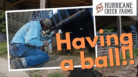 We had a ball: Processing the weaned calves!