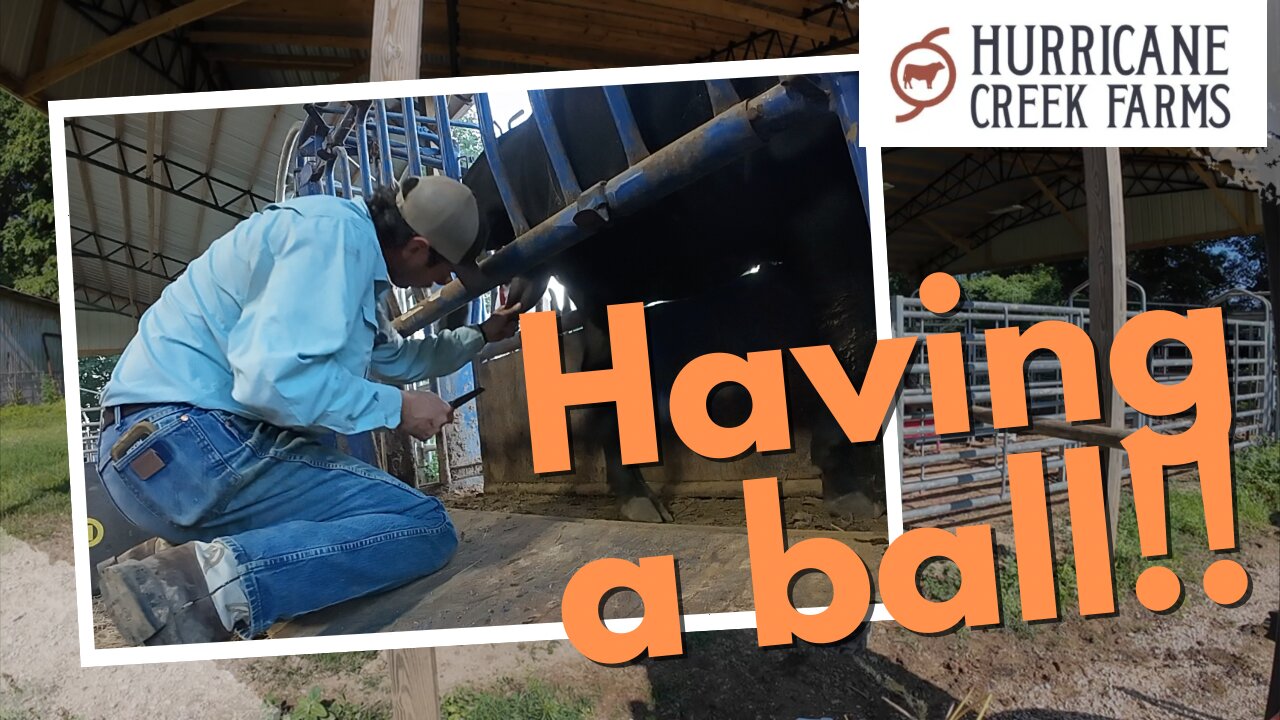 We had a ball: Processing the weaned calves!