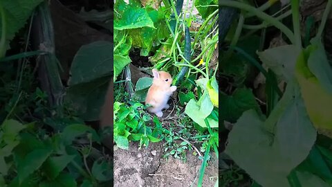 I found a little rabbit who was stealing food when I came out to pick vegetables. The cute pet d