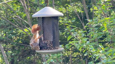 Red American Squirrel Acrobatic Lunch
