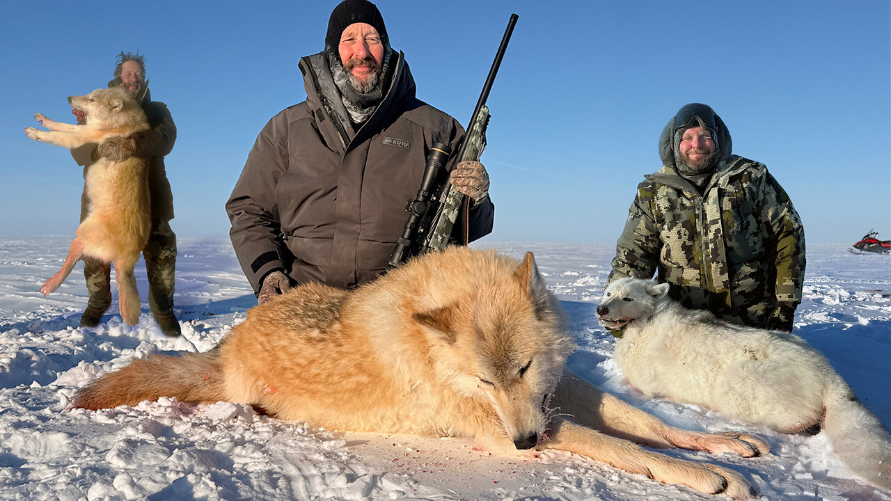 Wolf Hunt in the Arctic: Surviving the Wilderness
