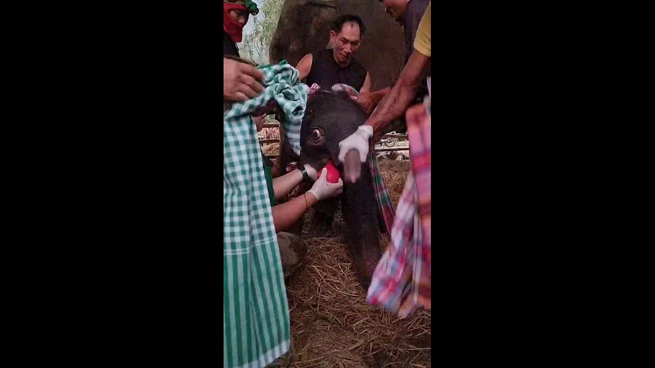 The new mother has given birth to a baby mother and the baby are safe Congratulations to Elephant 🐘