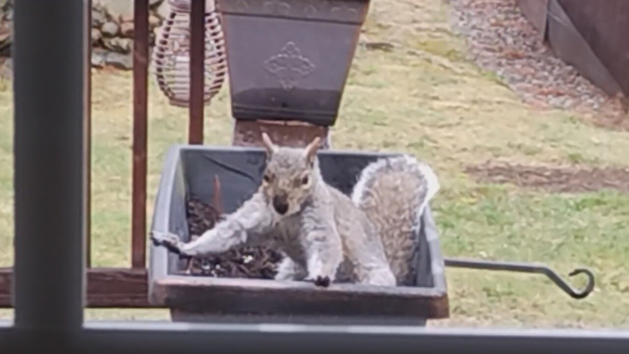Crazy Grey Squirrel