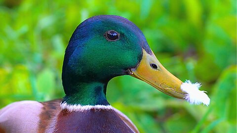 Latest in Drake Fashion: Pigeon Feather Moustache. Mallard Ducks