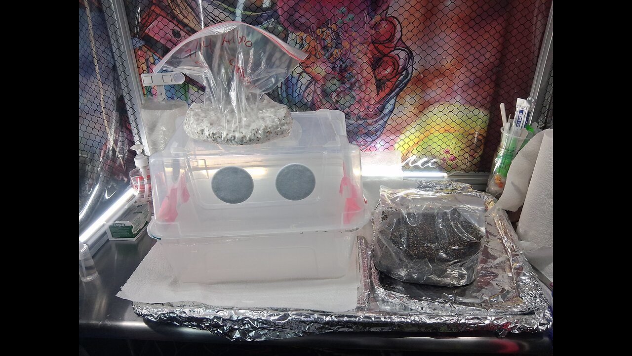 Modded Mycology DubTub Spawn to bulk Using 2lbs Popcorn to 5lbs CVG Mycology Mondays #131