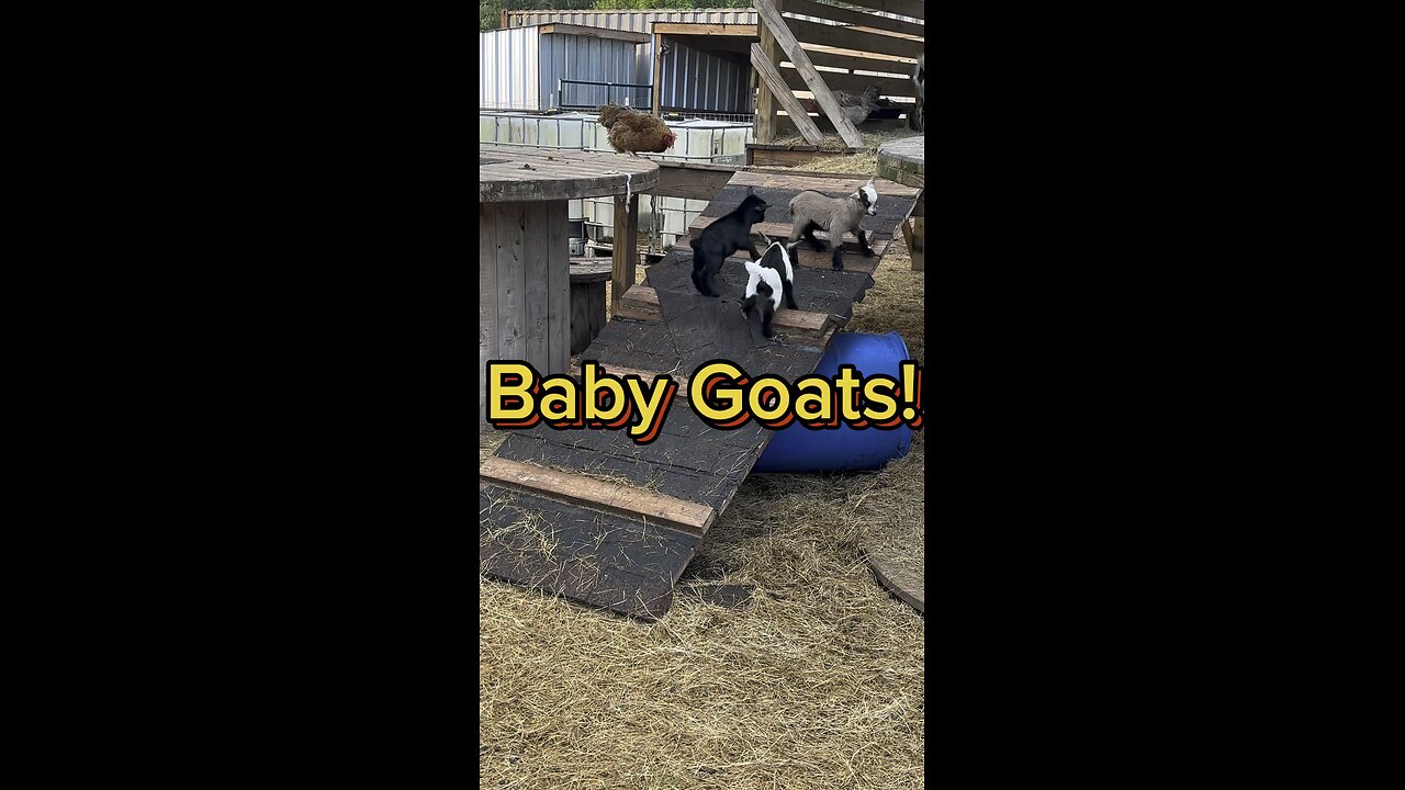 Just baby goats, doing baby goat things.