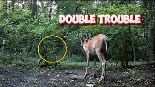 The Twins have returned, bigger and better!