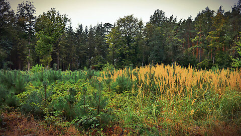 Complete Silence in a Deep Forest | Meditation for Inner Peace and Relaxation