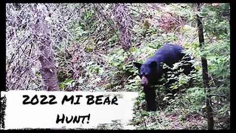 Michigan Public Land Bear Hunt!